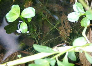 出て来たvulgaris