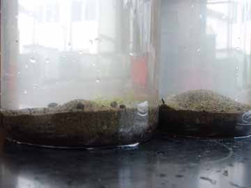 さらに砂を入れる