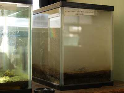 水をいれたところ