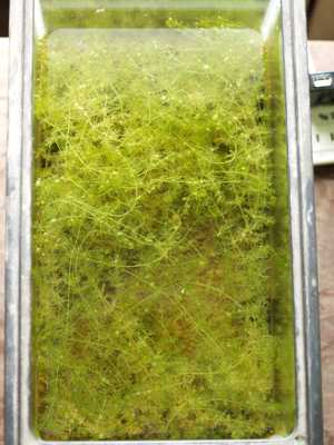 育ったケナガ2013