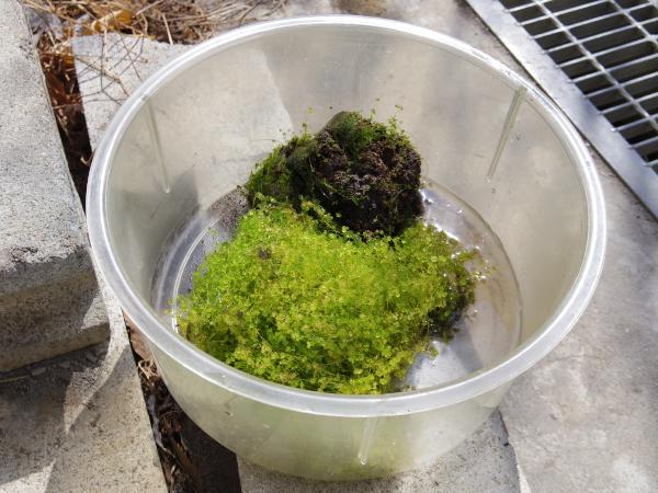 植える前の藻体