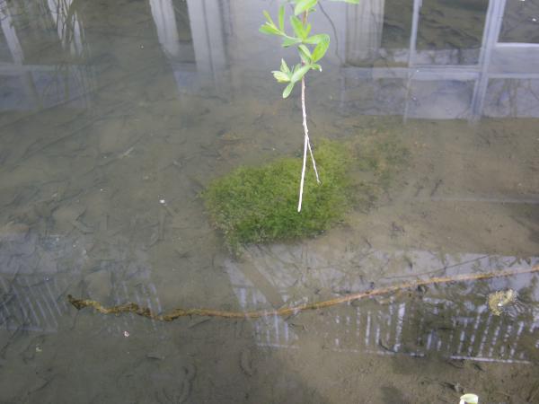 植えた後の藻体