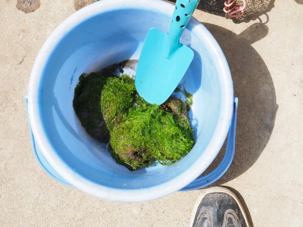 植える前の藻体
