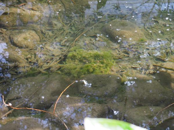 植えた直後の藻体