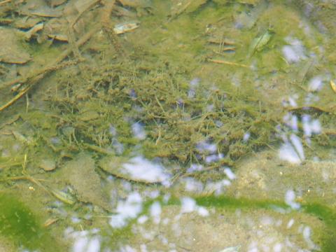 15日後の藻体