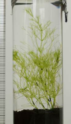 発芽した管ビン