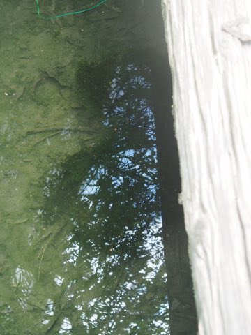 植えた直後の藻体