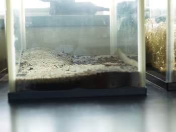 水槽の様子