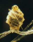 イノカシラ卵胞子