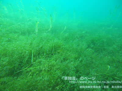 ヒメフラスコモ