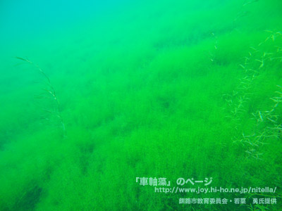 カタシャジクモ