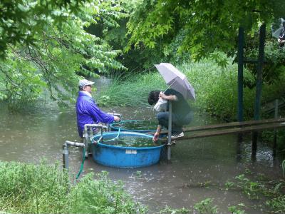 イノカシラフラスコモ