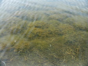 カタシャジクモ