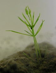 復活！まっすぐ君