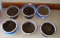 バケツに泥が入っているのです