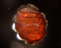 �C�m�J�V���t���X�R�����E�q