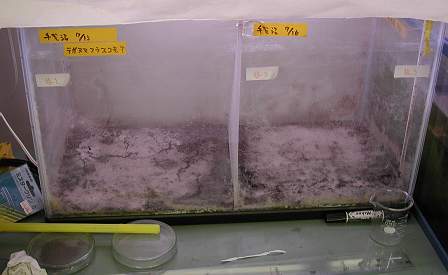 �����܂�1����