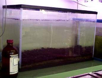 �����܂�1����