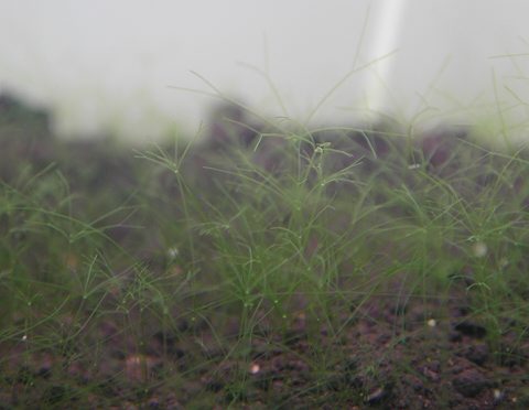 �����܂�1����