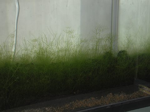 �����܂�1����