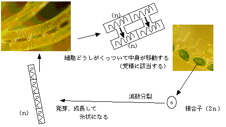アオミドロの類生活史
