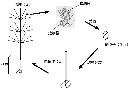 車軸藻の生活史の図
