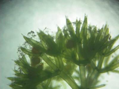 先端部　横から