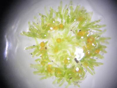 先端部　上から