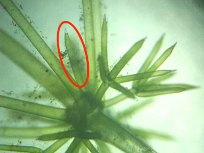 付属小枝その２