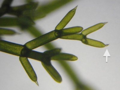 最終枝先端脱落