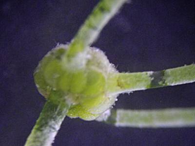 ホシツリモ主軸の節