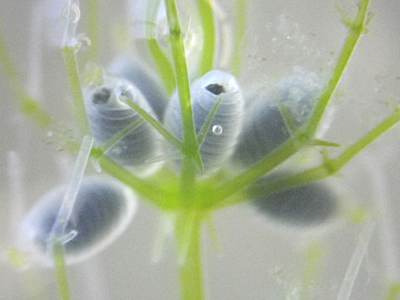 成熟した生卵器2