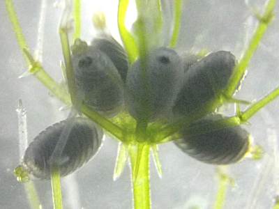 成熟した生卵器3