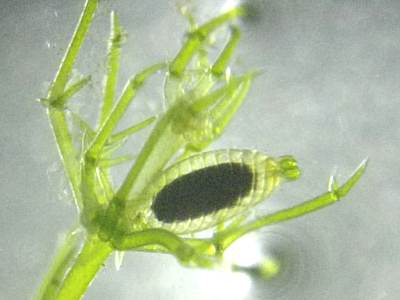 成熟した生卵器1