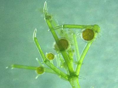 シラタマモ造精器