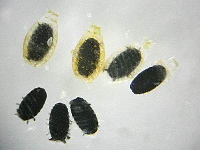 シャジクモ生卵器