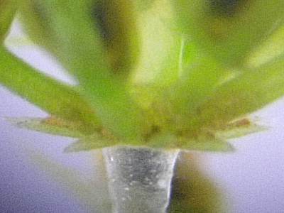 シャジクモ托葉冠その２