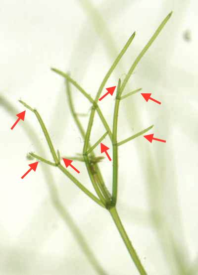 ホシツリモ先端部