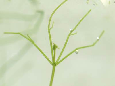 ホシツリモ先端部２