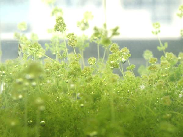 水槽のオトメフラスコモ