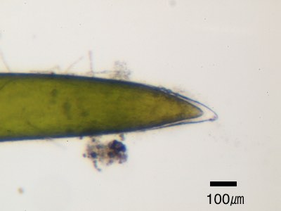 ホシツリモ小枝先端