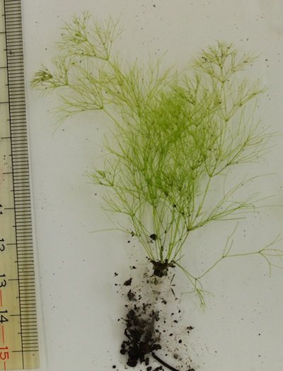 シンフラスコモ全体2