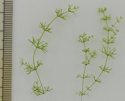 シンフラスコモ全体3