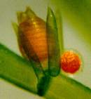 シャジクモの生殖器写真