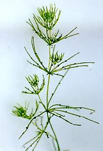 シャジクモ全体