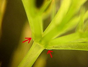 シャジクモ托葉冠