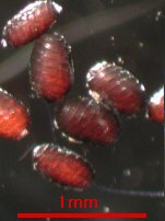 シャジクモ卵胞子