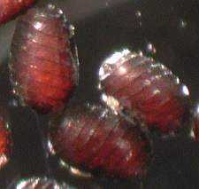 シャジクモ卵胞子