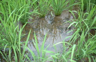 田んぼのシャジクモ