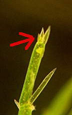 シャジクモ小枝先端